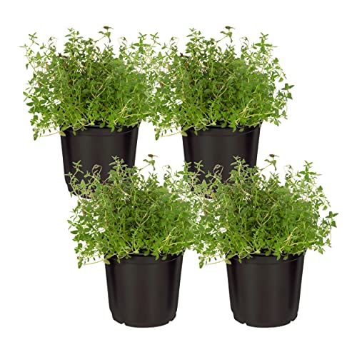 The Three Company Thyme Plant (4-Pack)