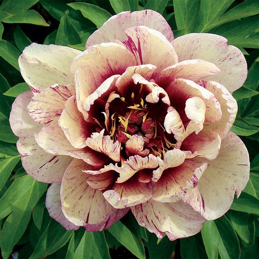 'All That Jazz' Itoh Peony