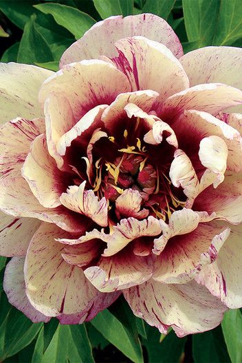 'All That Jazz' Itoh Peony