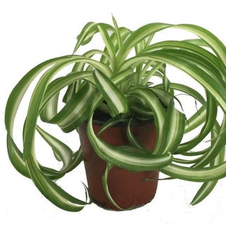 Bonnie Curly Spider Plant