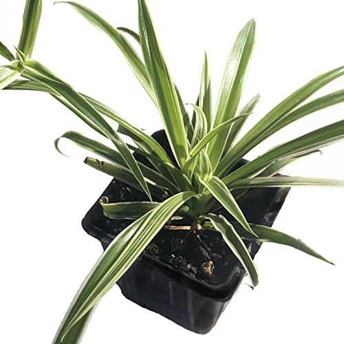 Spider Plant