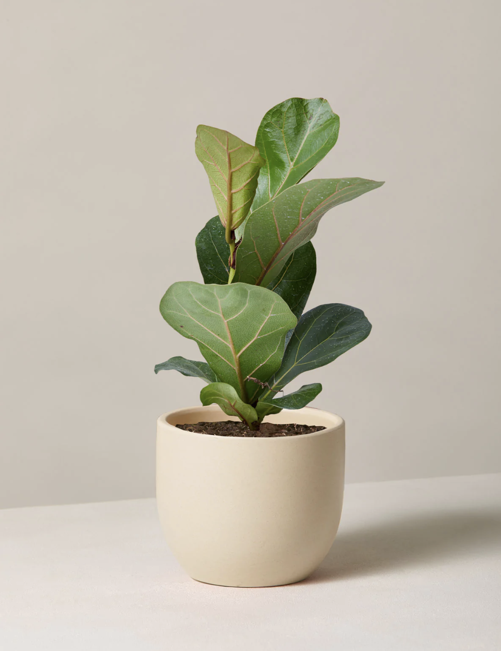 Fiddle Leaf Fig