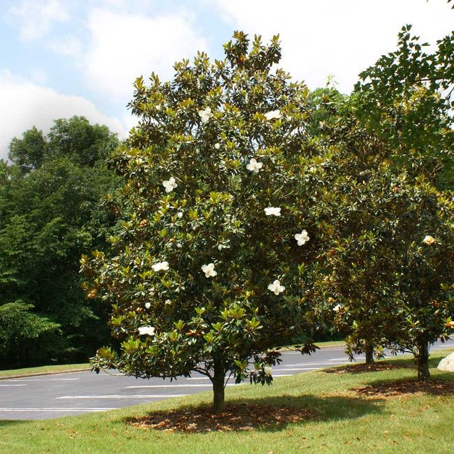 beautiful-magnolia-flowers-country-living