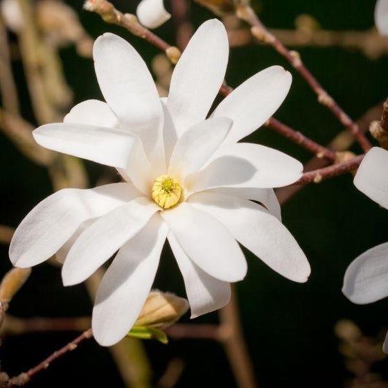 Beautiful Magnolia Flowers | Country Living