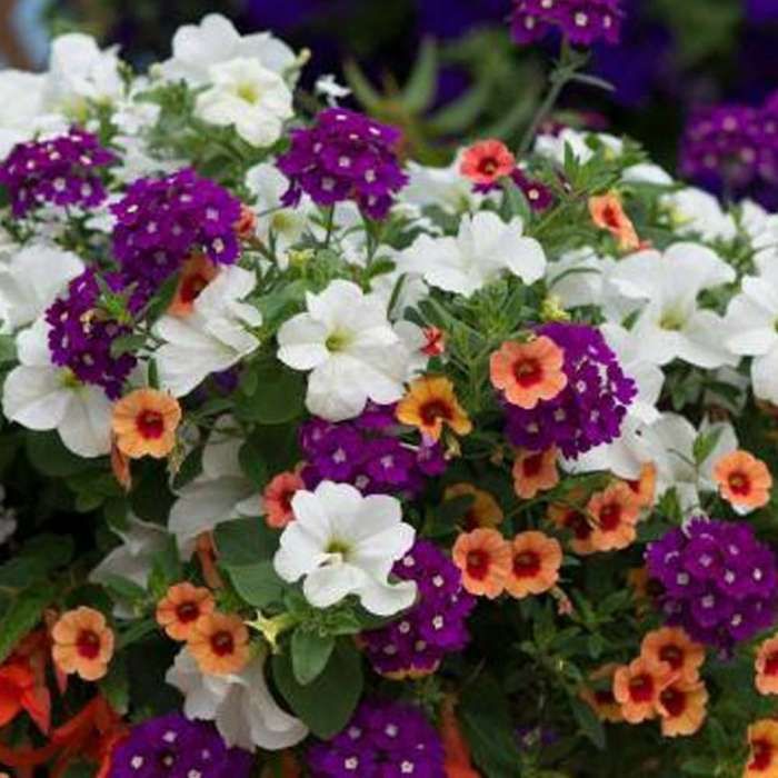 Ready made deals hanging baskets