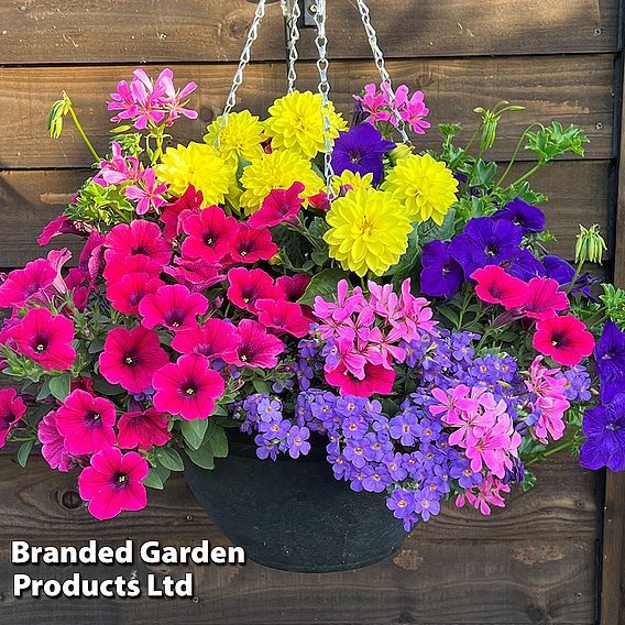 Pre planted shop hanging baskets