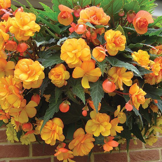 Begonia Apricot Shades Pre-Planted Baskets