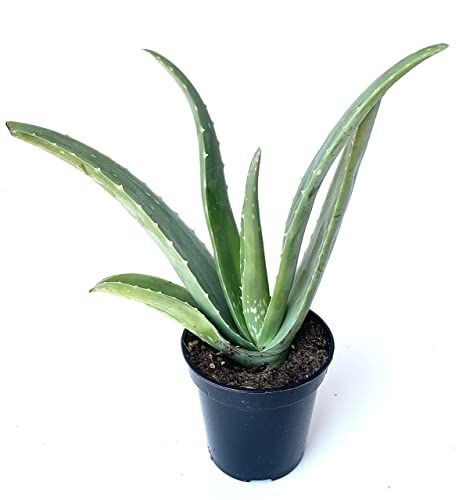 Aloe Vera Succulent 