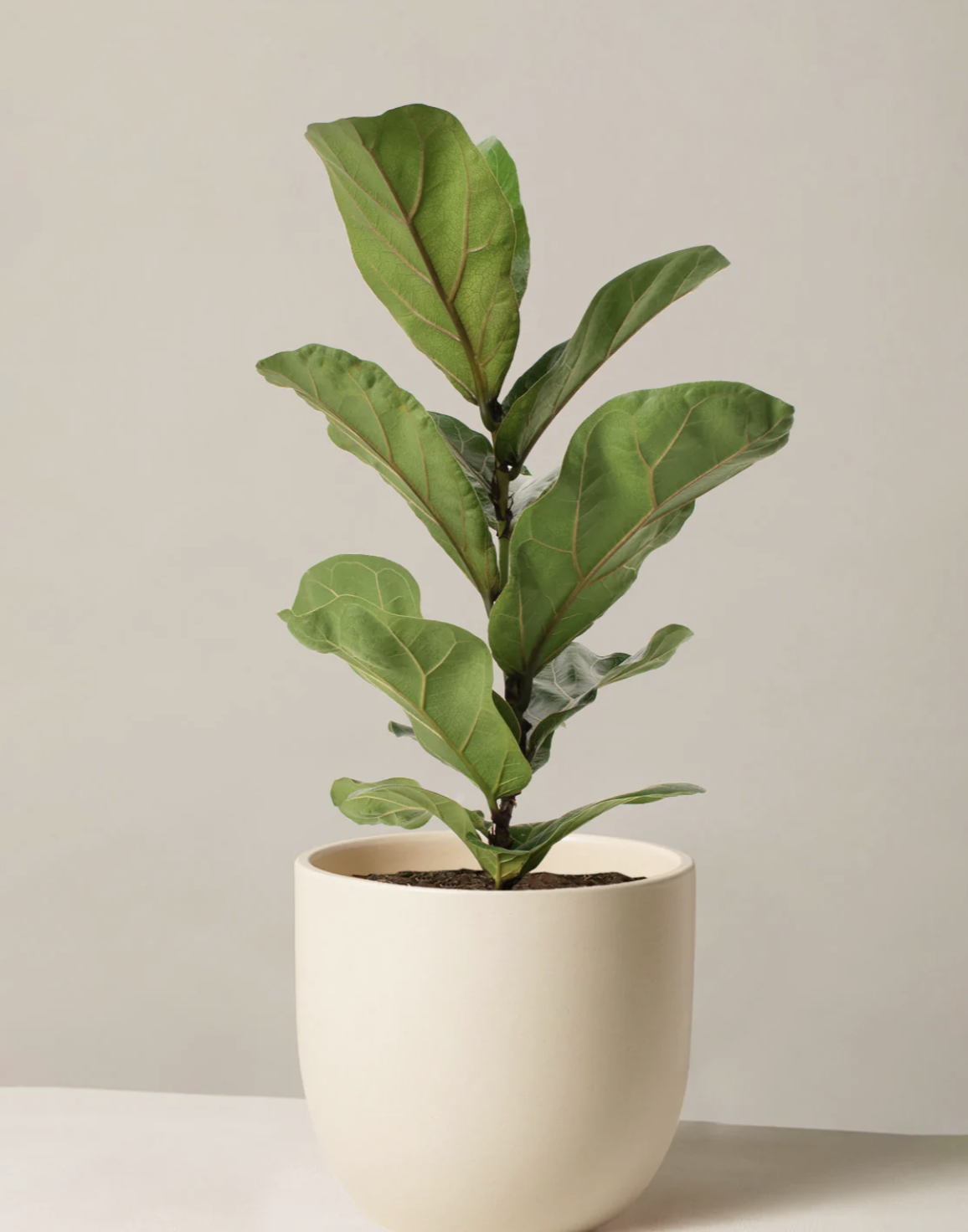 Fiddle Leaf Fig 