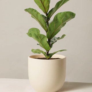 Fiddle Leaf Fig 