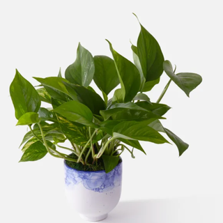 Golden Pothos 