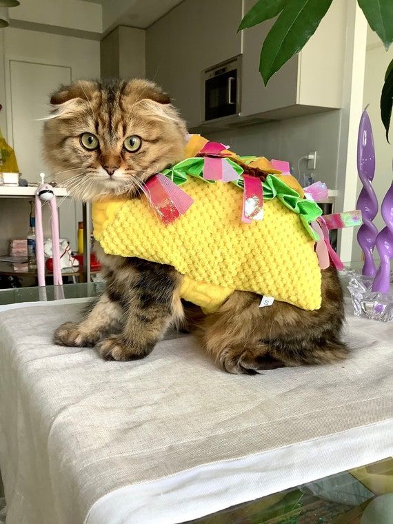 Impoosy Halloween Cat Costume Funny Pet Clothes Cloak Puppy Shirts Cosplay Cope for Small Dogs Cats Outfits Medium 