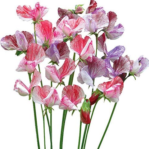 Guisantes de olor o Lathyrus odoratus: cuidados y riego Guisantes de olor o Lathyrus odoratus: cuidados y riego