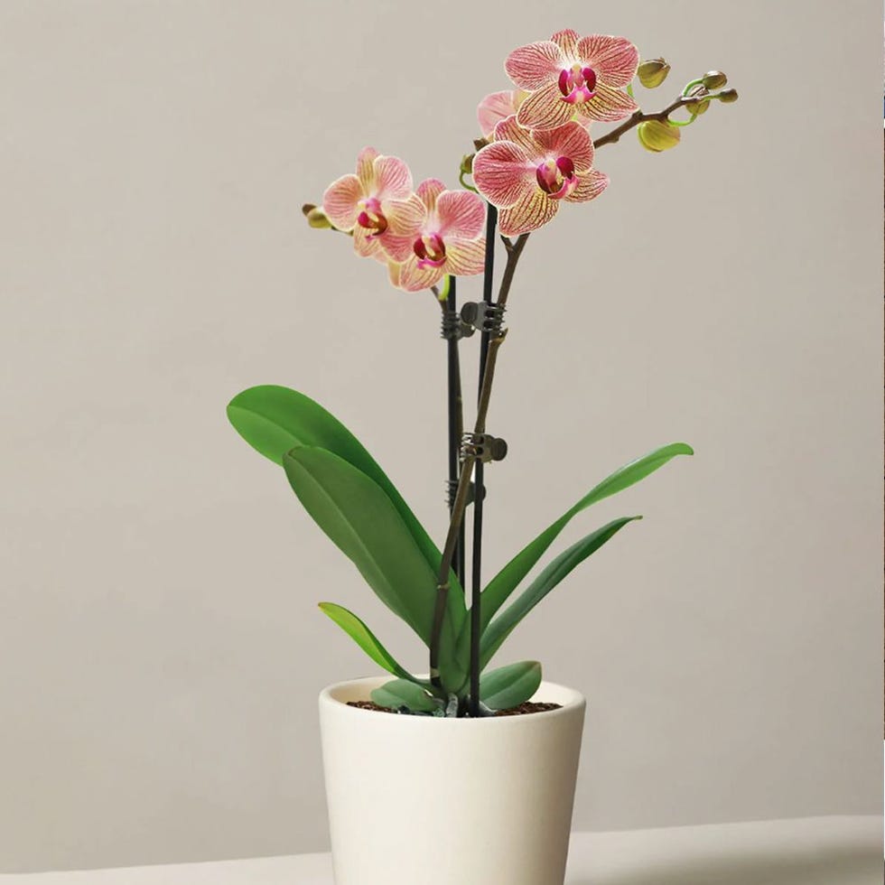 Petite Sunset Orchid Petite Sunset Orchid