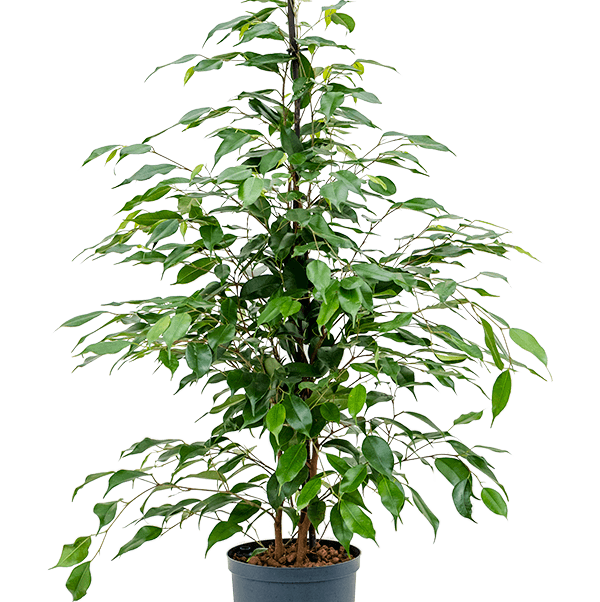 Ficus benjamina 'Danita' W35 H100 cm