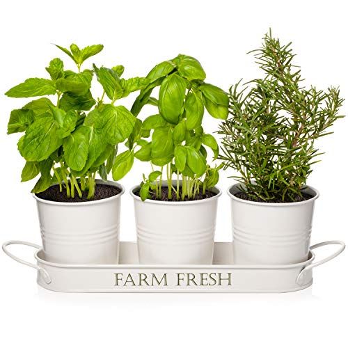 Farmhouse-Inspired Herb Pots with Tray Set
