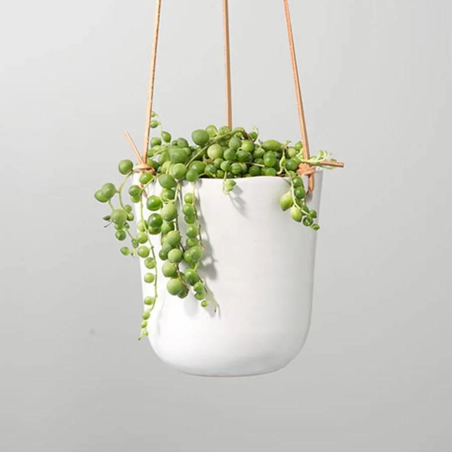 String of Pearls Hanging Succulent Plant