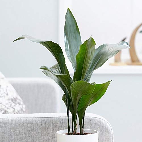 Low Indoor Plants That Thrive at Home