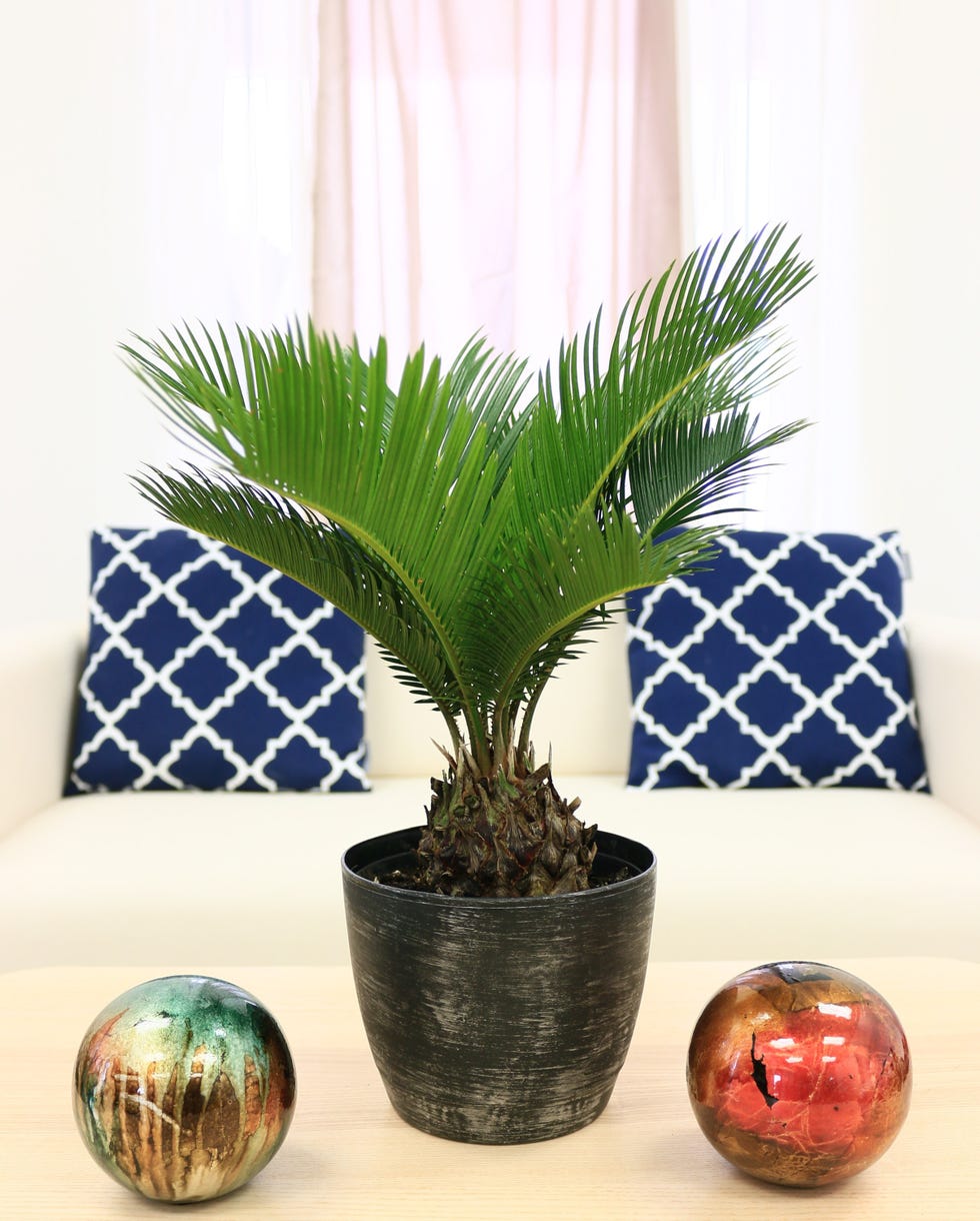 Sago Palm