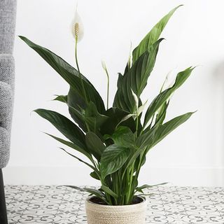 The Great Peace Lily Plant