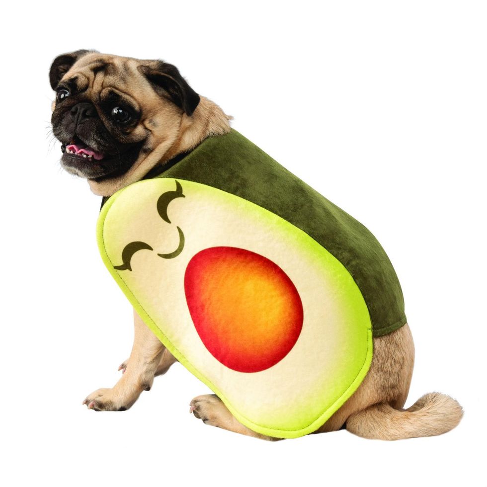 45 Best Dog Halloween Costumes 2024 - Cute Dog Costume Ideas