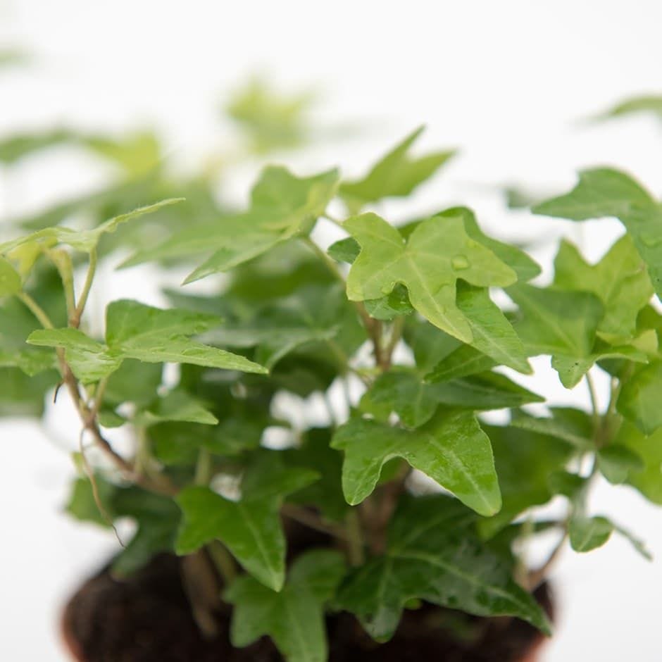 Hedera helix, English ivy