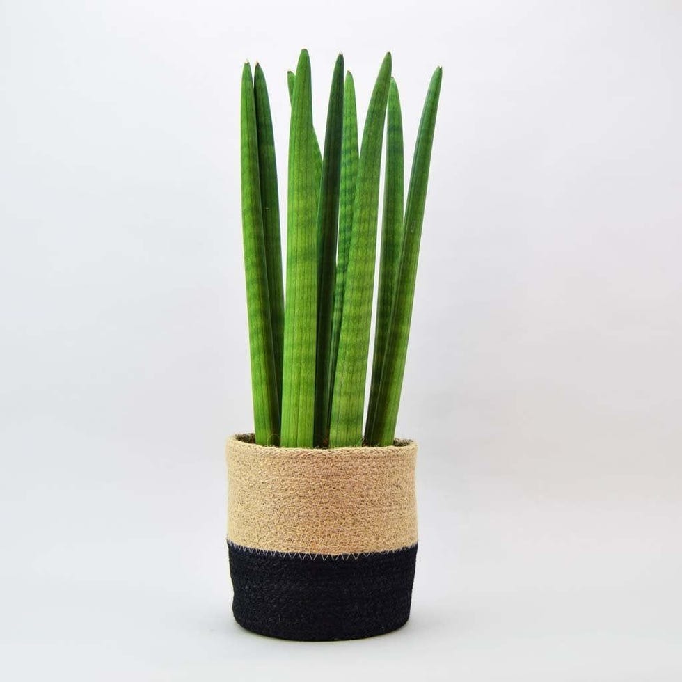 Cylindrical Sansevieria