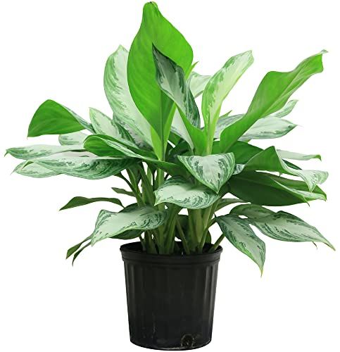 Aglaonema Chinese Evergreen, 30-Inches Tall