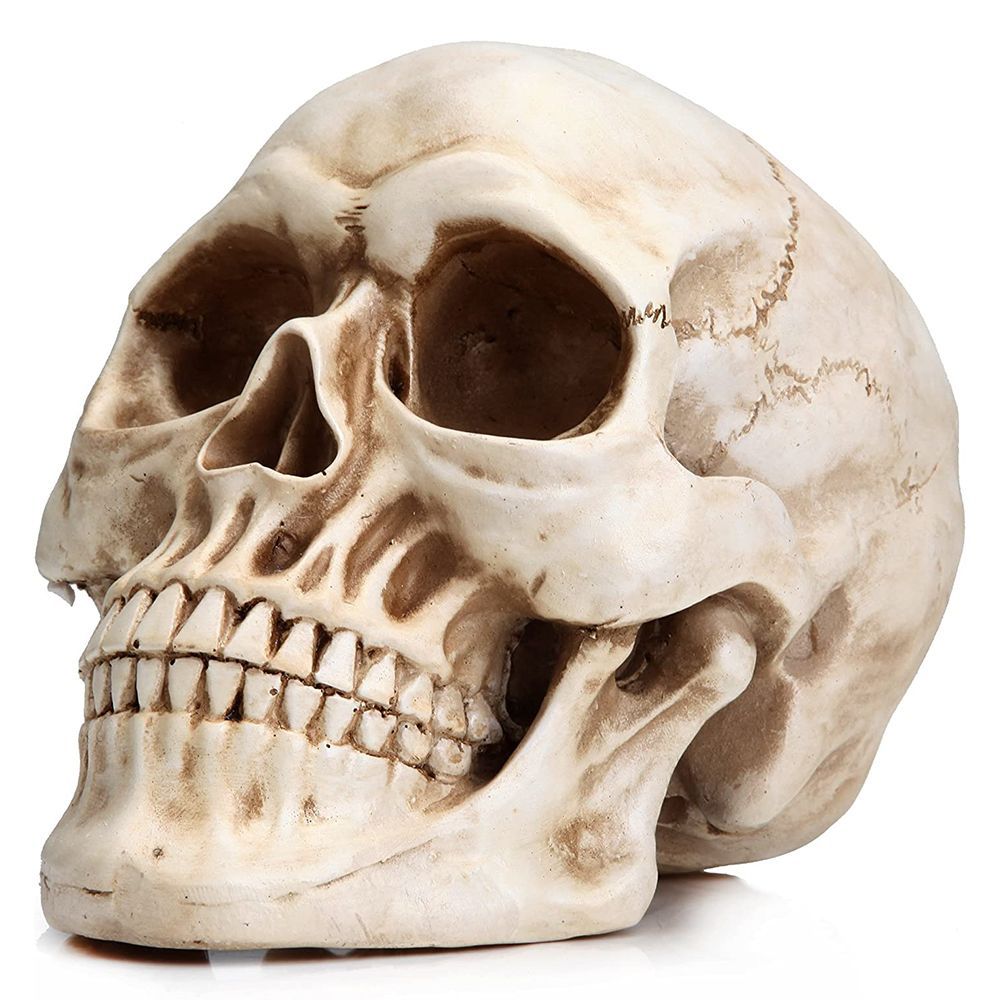 Life-Sized Skull