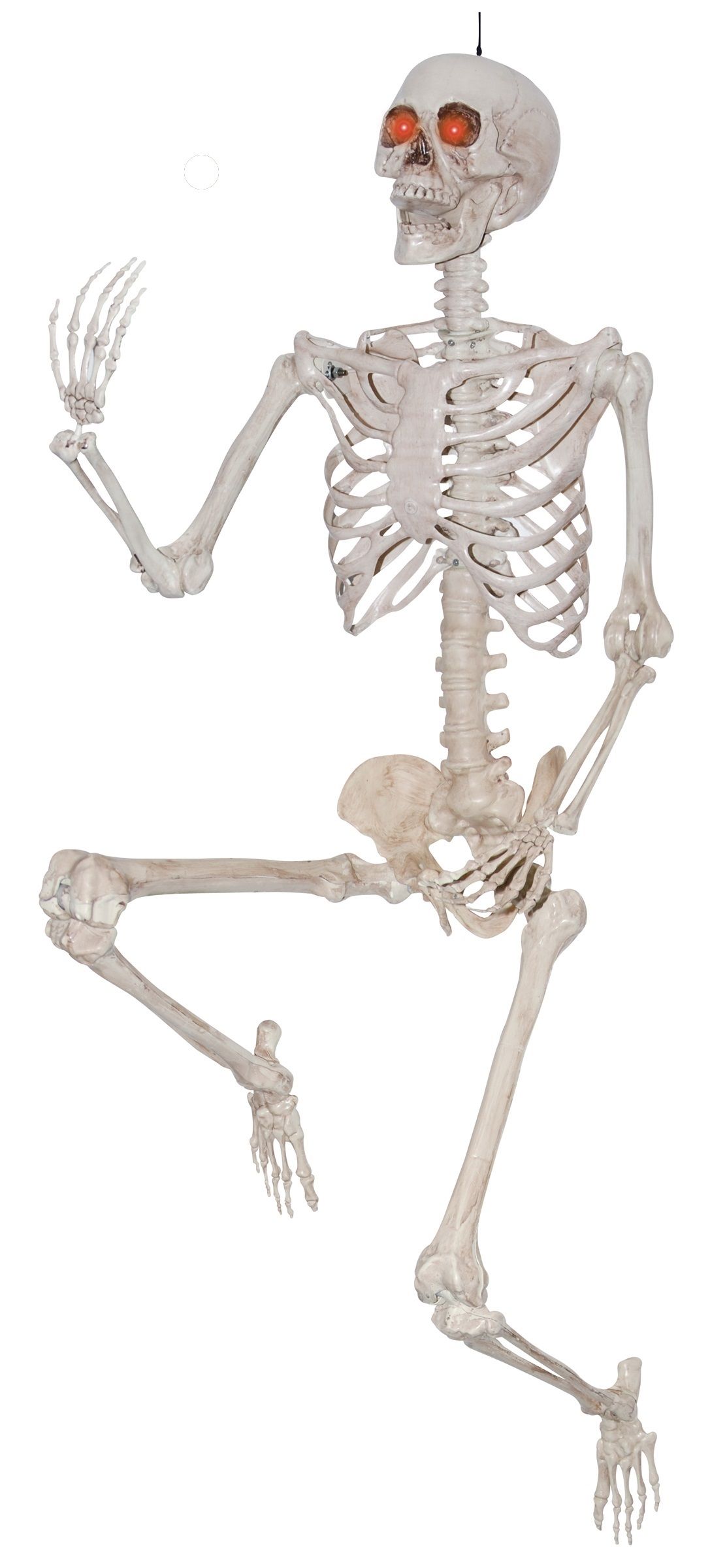 Realistic Plastic Posable Skeleton