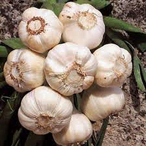 Softneck Garlic