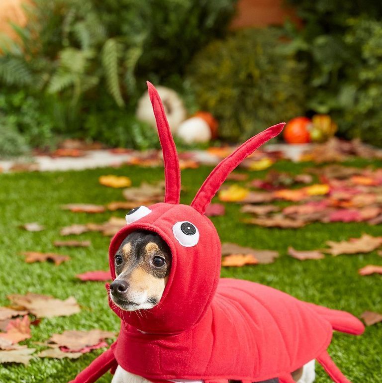 Red Lobster Dog Costume
