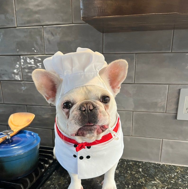 Kitchen Assistant Costume for Dogs