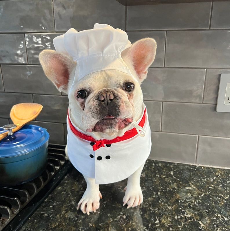 Kitchen Assistant Costume for Dogs
