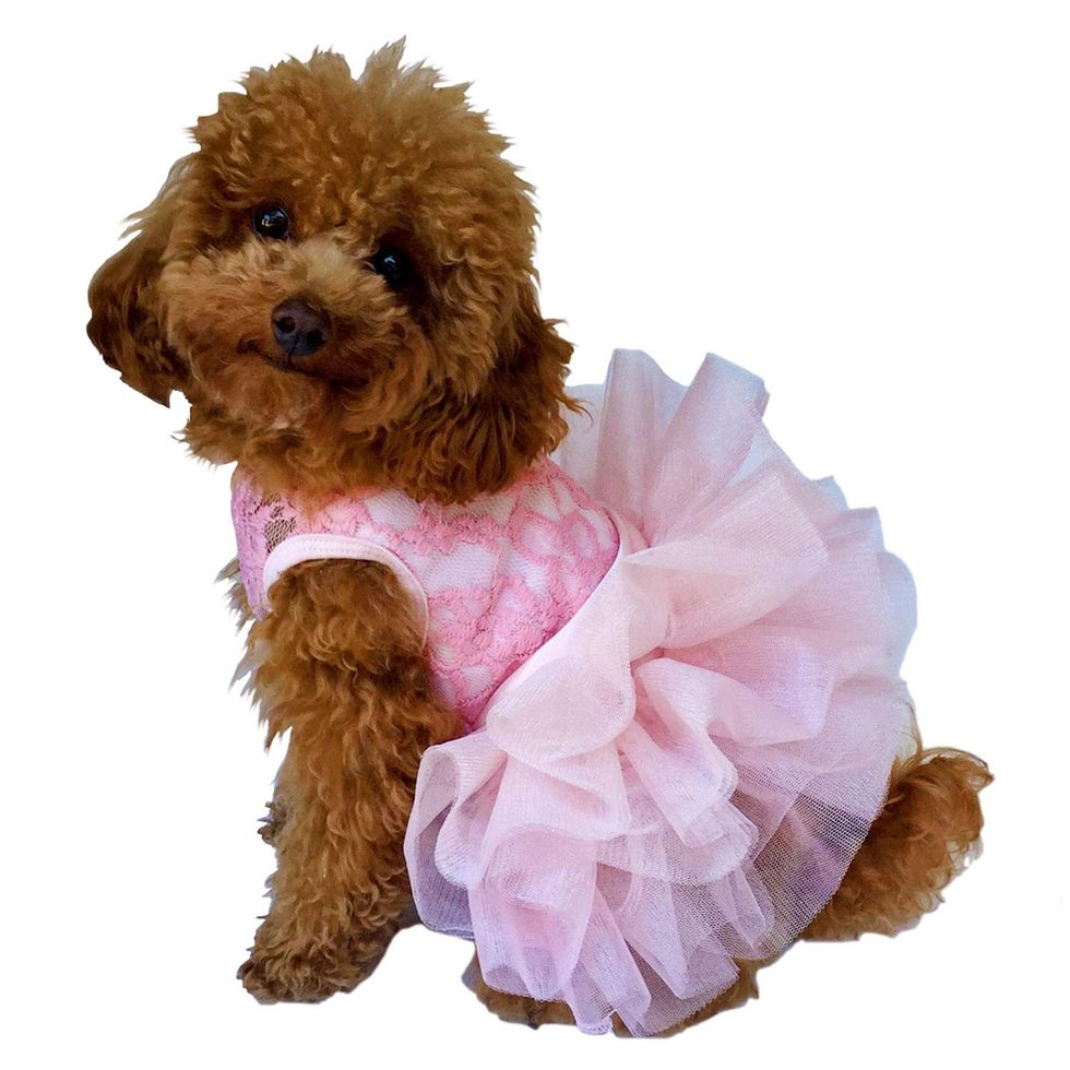 Fufu Tutu Lace Dog Dress 
