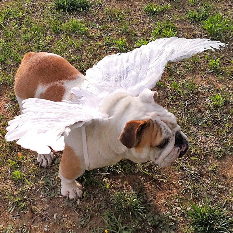 Angel Wings for Dogs