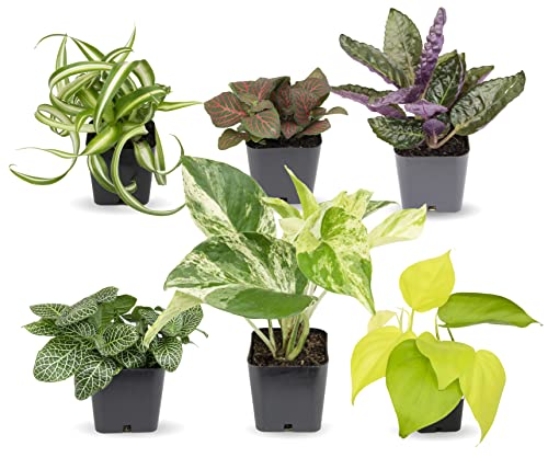 Easy to Grow Houseplants (6 Pack)