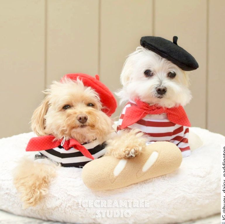 The 6 Best Dog Costumes On The Internet  Pet halloween costumes, Dog  costumes funny, Best dog halloween costumes