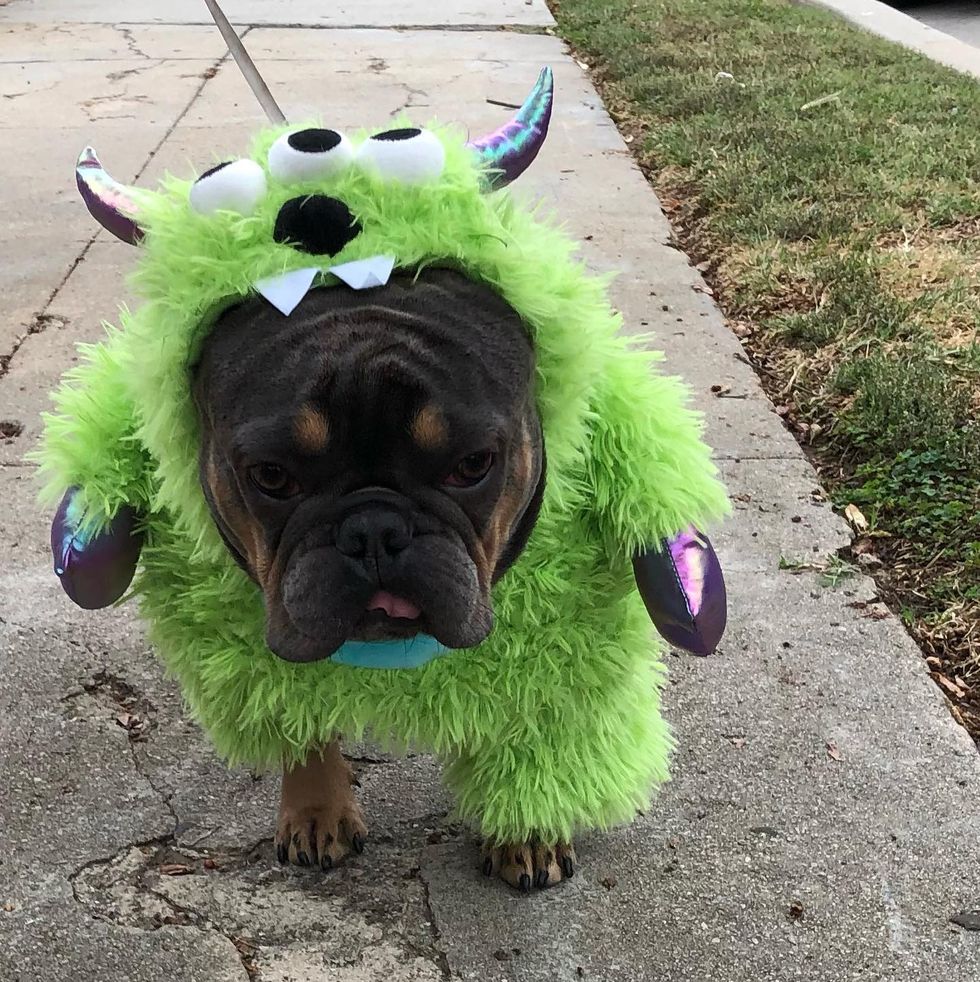 Monster Halloween Dog Costume 