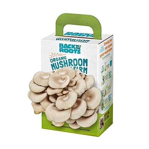 Back to the Roots Organic Mini Mushroom Grow Kit
