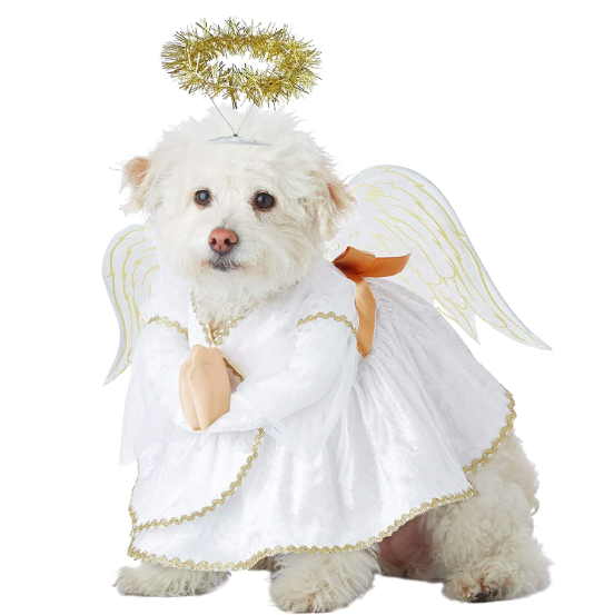 45 Best Dog Halloween Costumes - Funny and Cute Dog Costume Ideas