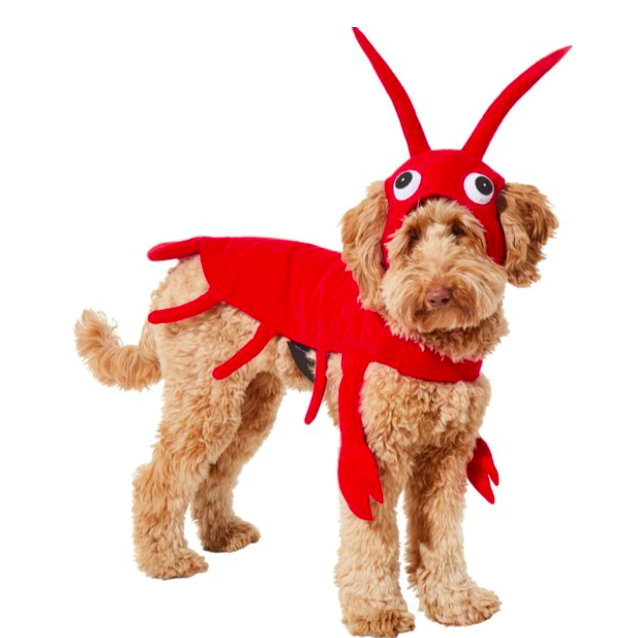 Dog Halloween Costumes, Stuff We Love