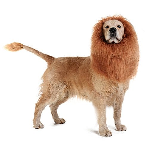 45 Best Dog Halloween Costumes 2023 - Cute Dog Costume Ideas