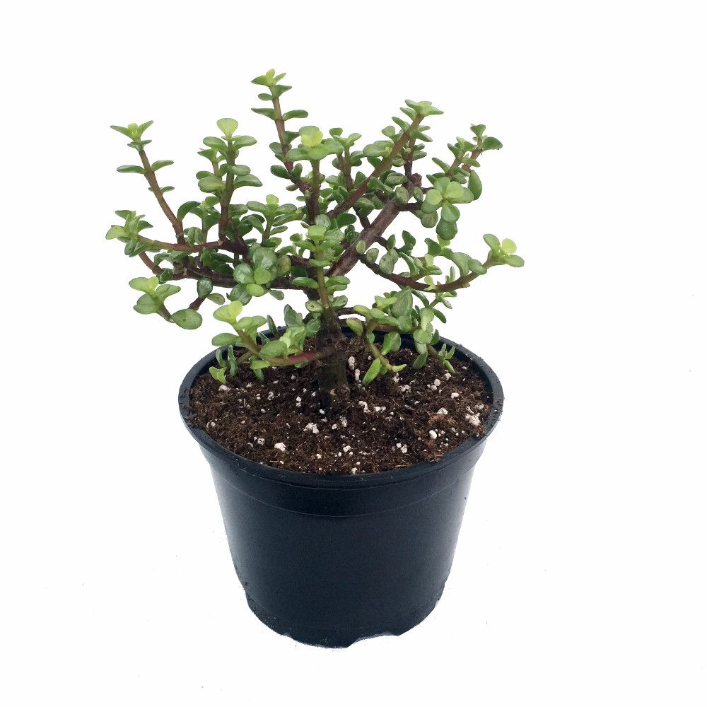 Mini Jade Plant 