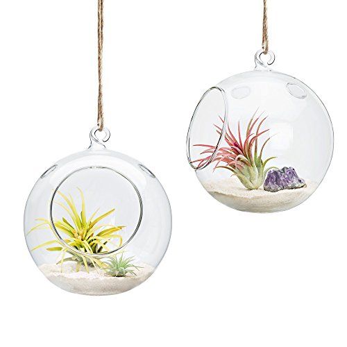 6-Inch Hanging Glass Terrarium 