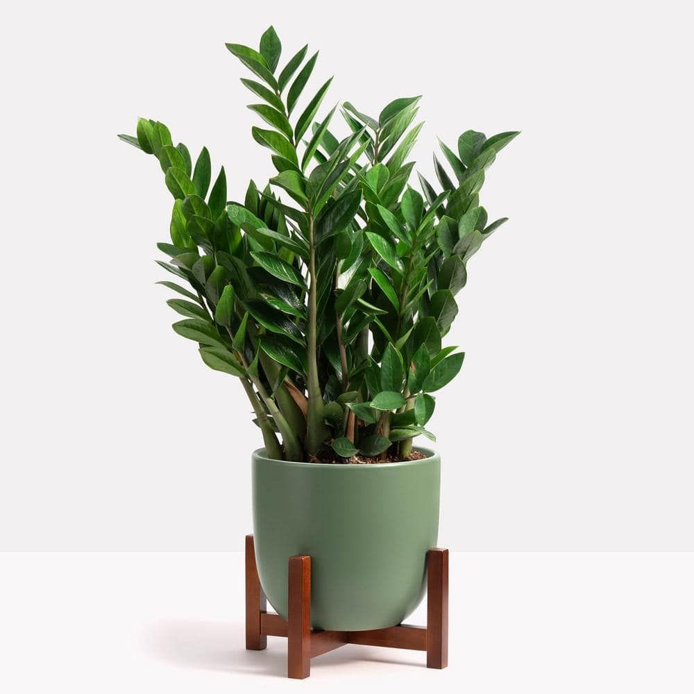 Ceramic Indoor Planter Plus Medium Wood Stand 