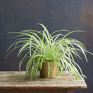 Spider Plant With Metal Pot