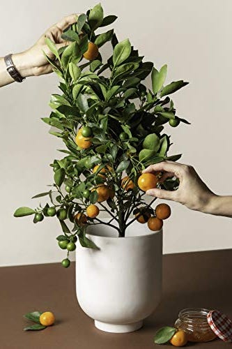 Calamondin Orange