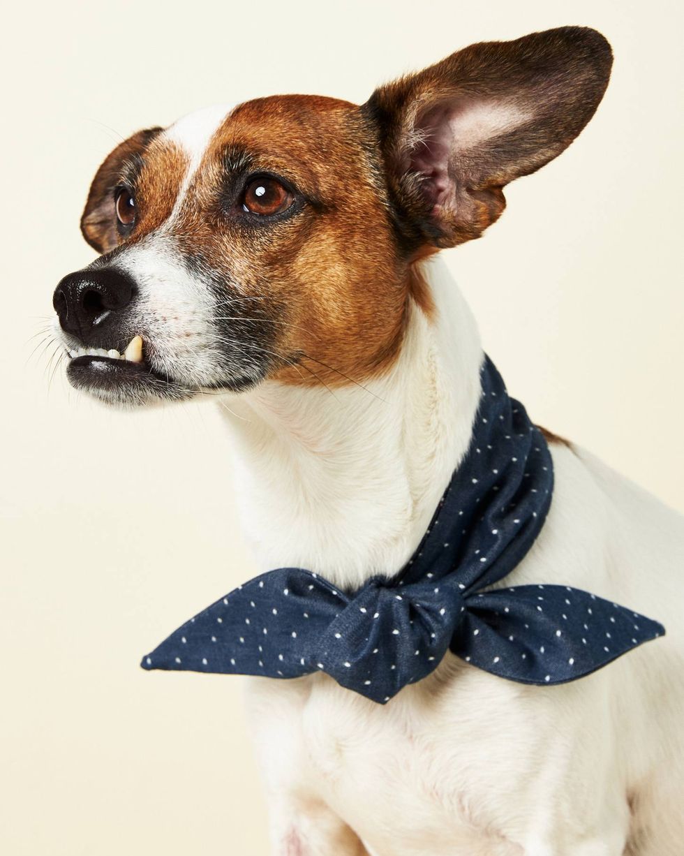 Denim Polka Dotted Dog Necktie
