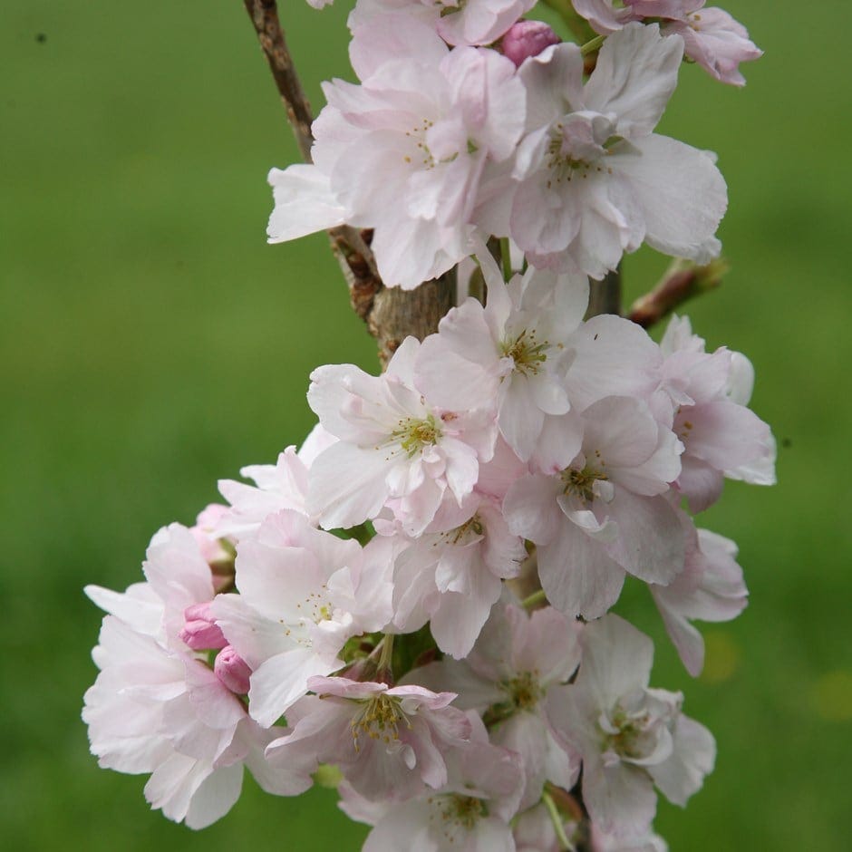 Prunus 'Amanogawa' Japanese flowering cherry